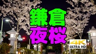 鎌倉 段葛の夜桜　KAMAKURA JAPAN