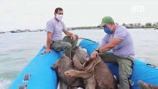 15 галапагосских черепах помогли спасти свой вид от исчезновения