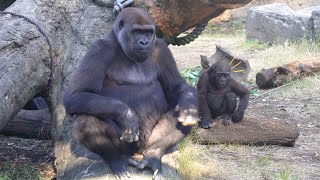 1歳の妹スモモのお世話をしたがる姉モモカ【上野動物園 ゴリラ】