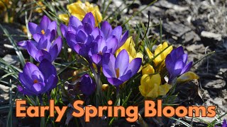 Early Spring Flowers That Bloom in March (Zone 7 Garden Tour)