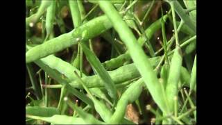 Over the Fence South: Chook poo breaks through clay soil's grip on crops