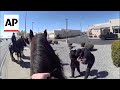 Police on horses chase a shoplifter in New Mexico