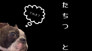 【ボストンテリア  ボステリ】青い瞳のネロ　たちつ　と　2023.6.13