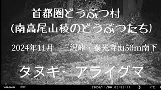 2024年11月　タヌキ・アライグマ (三沢峠・泰光寺山間50mほど南下　その１)