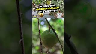 ചെറുനാരങ്ങാ കൃഷി: വളപ്രയോഗം എങ്ങനെ?  Lemon Cultivation: How to Fertilize?