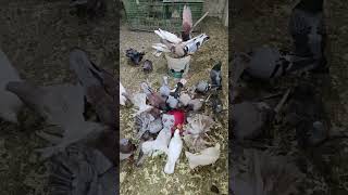 ٨ فبراير ٢٠٢٥ @catherinelafilledesmondes3396 pigeons breeding #birds please join 🌼💌😇🪽