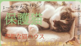 【保護猫　子猫】福岡　深夜に子猫を無事保護