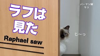 バーマン猫ラフ【ラフは見た】Raphael saw（バーマン猫）Birman/Cat