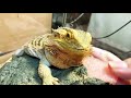 【こたえ】フトアゴヒゲトカゲ☆おちょこさん beardeddragon