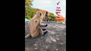 Mirror Prank for Monkey Hilarious #monkey #animal #cute  #shorts