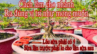 cách sửa cây bonsai - cách làm cho nhánh ra đúng vị trí mong muốn