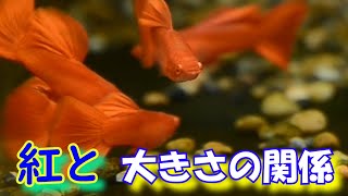 フルレッドは赤ければ良い？本当に真っ赤、または紅こそ正義なのでしょうか？RRE.Aフルレッドグッピー