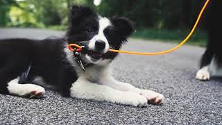 Your Pup(py) Won't Bite Through This Chew Proof Dog Leash