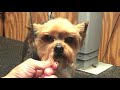 my secret steps to groom any dog