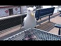 2018 hungry seagull ivars