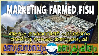 മാർക്കറ്റിംഗ് ആദ്യം പഠിക്കുക എന്നിട്ടു   മൽസ്യ. Marketing farm fish മത്സ്യബന്ധനവും മൽസ്യകൃഷിയും E16