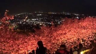 【神奈川県松田町】まつだ桜まつりに行ってきた【ライトアップ・夜景】