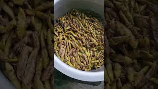 Nsenene (Uganda delicacy)