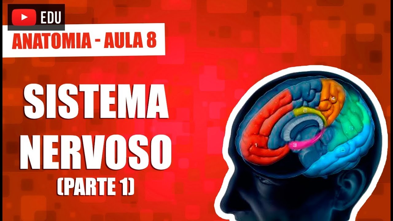 Sistema Nervoso Parte 1 - Anatomia - Aula 08 - YouTube