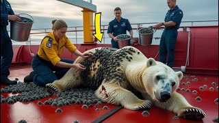 Giant injured polar bear covered in millions of seashells rescued in Canadian Arctic #animalrescue