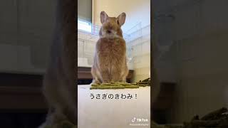 うちのうさぎ #うさぎ #usagi #ネザーランドドワーフ #うさぎのいる生活 #検証 #shorts