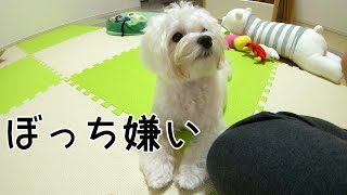 一人ぼっちが嫌いな犬はお出掛けの言葉に敏感に反応してしまう　マルチーズ　けんた