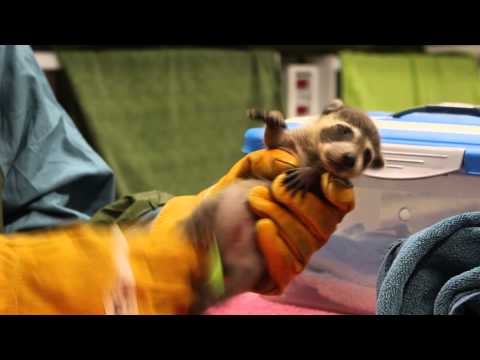 Stimulating a baby raccoon to induce bowel movement Stimulating a baby raccoon to induce bowel movement