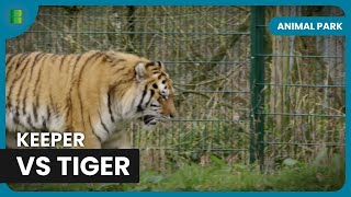 Tiger Patrol in Action - Animal Park - Documentary