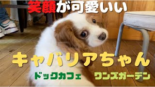 笑った顔がとても可愛いキャバリアちゃん【7/13  7/15ご来店のお客様ご紹介】