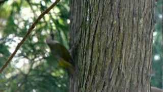 Japanese Green Woodpeckers Fighting アオゲラの喧嘩？【野鳥】