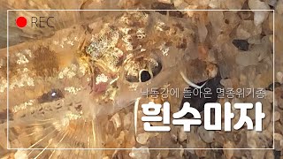 낙동강에 돌아온 멸종위기종 우리 물고기 흰수마자