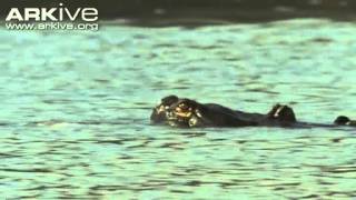 Gharial female in water with juveniles