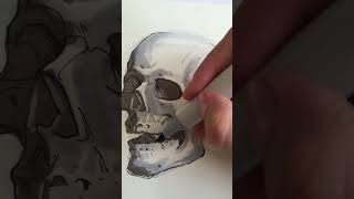 Drawing and Shading a Skull