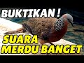 MASTERAN TEKUKUR KELANTAN GACOR