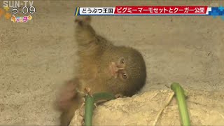 神戸どうぶつ王国 世界最小級のサルなど仲間入り