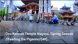 Osu Kannon Temple Nagoya /Spring Season //Feeding the Pigeons//[4K] #osukannontemple #springseason