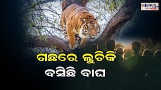 ଗଛରେ ଲୁଚିକି ବସିଛି ବାଘ | Odia News Live Updates | Latest Odia News | Samayalive