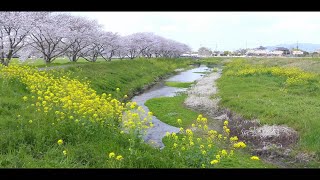 福岡県筑前町草場川の桜並木2019