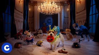 Chewy’s Haunted Halloween Mansion: Pet Costumes, Toys & Treats