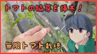 トマトの脇芽を挿木する方法！無限トマト栽培のコツ教えます。