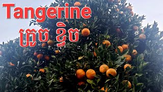 #orange #fruits #gardening #ក្រូច ខ្វិច ផ្លែច្រើន