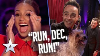 TOO FUNNY! Dog chases Ant around the stage! I Audition I BGT Series 9