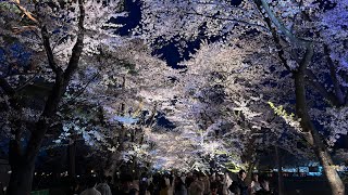 高田城址公園の夜桜 2024ライブ配信 4KHDR