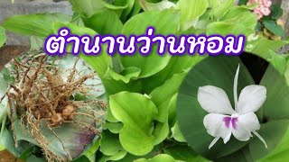 ตำนานว่านหอม ไล่ผี ปีศาจ เสริมเสน่ห์เมตตามหานิยม เป็นทั้งยาและอาหาร