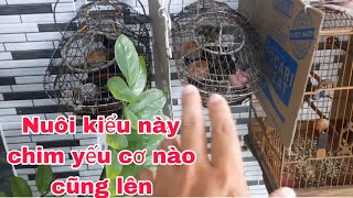 Chăm cách này chim YẾU LỬA _ TUỘT LỬA cơ nào cũng lên _ CẦN MIỀN TÂY