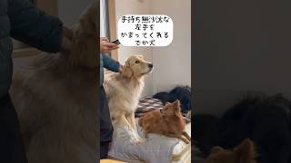 手が余ったら是非　#ミックス犬 #グレートピレニーズ #ゴールデンレトリバー #大型犬の日常