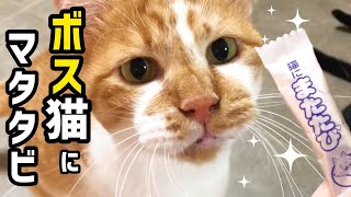 生粋の元野良ボス猫にマタタビをあげてみると．．．！（おまけあり）#思い出2