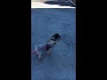 stubborn yorkie refuses to walk