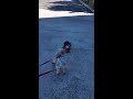 stubborn yorkie refuses to walk