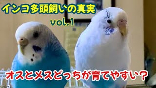 【インコ多頭飼いの真実】vol.1 オスとメスどっちが育てやすい？